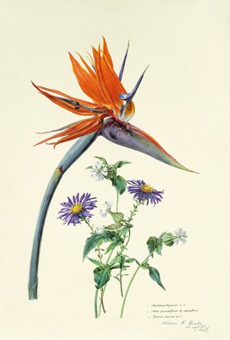 Franz Xaver Gruber Paradiesvogelblume